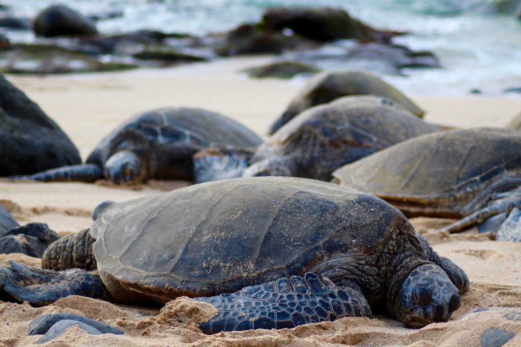 Interview Janina|ferntastisch: Schildkröten Maui